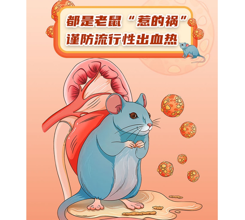 都是老鼠“惹的禍” 謹(jǐn)防流行性出血熱